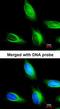 Major Vault Protein antibody, orb74024, Biorbyt, Immunocytochemistry image 