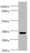Upstream Transcription Factor 1 antibody, A54724-100, Epigentek, Western Blot image 