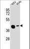 Solute Carrier Family 35 Member G5 antibody, LS-C156301, Lifespan Biosciences, Western Blot image 