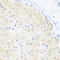 Bromodomain Containing 9 antibody, A08420, Boster Biological Technology, Immunohistochemistry frozen image 