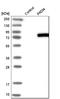 Peptidyl Arginine Deiminase 4 antibody, HPA017007, Atlas Antibodies, Western Blot image 