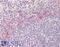 TULA antibody, 42-848, ProSci, Immunohistochemistry frozen image 