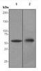 Keratin 4 antibody, TA307460, Origene, Western Blot image 
