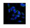 Folliculin antibody, A00718-1, Boster Biological Technology, Immunofluorescence image 