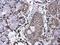 IL-17 antibody, GTX133781, GeneTex, Immunohistochemistry paraffin image 