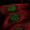 TANK Binding Kinase 1 antibody, NBP2-13416, Novus Biologicals, Immunocytochemistry image 