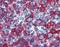 Major Histocompatibility Complex, Class II, DR Alpha antibody, orb43864, Biorbyt, Immunohistochemistry paraffin image 
