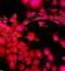 Coagulation Factor VIII antibody, orb10633, Biorbyt, Immunofluorescence image 