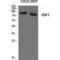 Heat Shock Transcription Factor 1 antibody, LS-C384036, Lifespan Biosciences, Western Blot image 