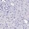 Dipeptidase 3 antibody, PA5-63597, Invitrogen Antibodies, Immunohistochemistry paraffin image 