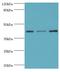 Serpin Family B Member 1 antibody, MBS1492399, MyBioSource, Western Blot image 