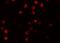 NLR Family Pyrin Domain Containing 13 antibody, A17156, Boster Biological Technology, Immunofluorescence image 