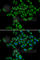 SRSF Protein Kinase 1 antibody, A5854, ABclonal Technology, Immunofluorescence image 