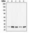 Tyrosine 3-Monooxygenase/Tryptophan 5-Monooxygenase Activation Protein Epsilon antibody, LS-C353009, Lifespan Biosciences, Western Blot image 