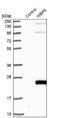 Transcription Elongation Factor A Like 9 antibody, NBP1-84208, Novus Biologicals, Western Blot image 