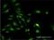 Polyadenylate-binding protein-interacting protein 1 antibody, H00010605-M04, Novus Biologicals, Immunofluorescence image 