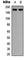 Cytoplasmic Linker Associated Protein 1 antibody, abx121875, Abbexa, Western Blot image 