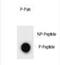 Unc-51 Like Autophagy Activating Kinase 2 antibody, PA5-72375, Invitrogen Antibodies, Dot Blot image 