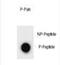 Serine/threonine-protein kinase ULK2 antibody, PA5-72375, Invitrogen Antibodies, Dot Blot image 