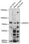 Leucine Rich Repeat And Ig Domain Containing 2 antibody, 15-810, ProSci, Western Blot image 