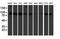 Kinesin-like protein KIF2C antibody, NBP2-01064, Novus Biologicals, Western Blot image 