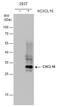 C-X-C Motif Chemokine Ligand 16 antibody, GTX632390, GeneTex, Western Blot image 