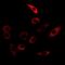 Transglutaminase 5 antibody, abx141944, Abbexa, Western Blot image 