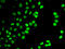Septin 7 antibody, LS-C346129, Lifespan Biosciences, Immunofluorescence image 
