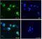 Programmed Cell Death 4 antibody, 43-063, ProSci, Enzyme Linked Immunosorbent Assay image 