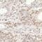 General Transcription Factor IIIC Subunit 5 antibody, A301-242A, Bethyl Labs, Immunohistochemistry frozen image 