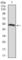 Phosphoinositide-3-Kinase Regulatory Subunit 1 antibody, abx011339, Abbexa, Western Blot image 