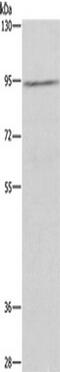 Mucin 15, Cell Surface Associated antibody, TA349242, Origene, Western Blot image 