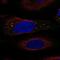 IgA Inducing Protein antibody, NBP2-58982, Novus Biologicals, Immunofluorescence image 