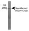 Neurofilament Heavy antibody, PA3-16721, Invitrogen Antibodies, Western Blot image 