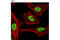 Heterogeneous Nuclear Ribonucleoprotein A0 antibody, 5545P, Cell Signaling Technology, Immunofluorescence image 