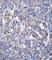 Sestrin 3 antibody, abx026835, Abbexa, Western Blot image 