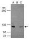 Nuclear Factor Kappa B Subunit 2 antibody, GTX101150, GeneTex, Immunoprecipitation image 