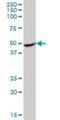 Rab Interacting Lysosomal Protein Like 1 antibody, H00353116-B01P, Novus Biologicals, Western Blot image 