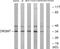 Olfactory Receptor Family 2 Subfamily M Member 7 antibody, PA5-38221, Invitrogen Antibodies, Western Blot image 