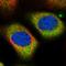 ALMS1 Centrosome And Basal Body Associated Protein antibody, HPA043200, Atlas Antibodies, Immunocytochemistry image 
