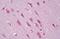 Ephrin A5 antibody, MBS243114, MyBioSource, Immunohistochemistry paraffin image 
