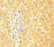 Apolipoprotein C3 antibody, CSB-PA12197A0Rb, Cusabio, Immunohistochemistry frozen image 