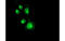 Neuroplastin antibody, MBS833409, MyBioSource, Immunofluorescence image 