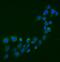 Semaphorin 3B antibody, A06559-1, Boster Biological Technology, Immunofluorescence image 