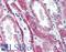 TNF Receptor Superfamily Member 11a antibody, LS-B2077, Lifespan Biosciences, Immunohistochemistry paraffin image 