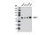 Centromere Protein T antibody, 12494S, Cell Signaling Technology, Western Blot image 