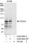 Coiled-Coil Domain Containing 8 antibody, A302-990A, Bethyl Labs, Immunoprecipitation image 