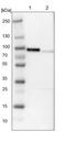 Growth Arrest Specific 2 Like 1 antibody, HPA019858, Atlas Antibodies, Western Blot image 