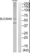 Solute Carrier Family 30 Member 9 antibody, PA5-39580, Invitrogen Antibodies, Western Blot image 