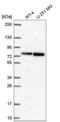 RecQ Like Helicase antibody, NBP2-57572, Novus Biologicals, Western Blot image 